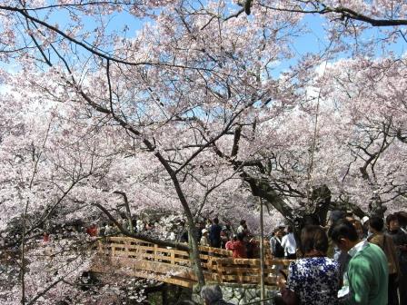 高遠お花見バス.JPG