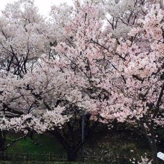 お花見の季節♪