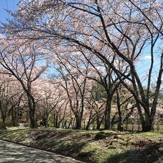 桜の時期も終盤です！