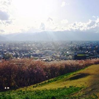 歴史感じる桜