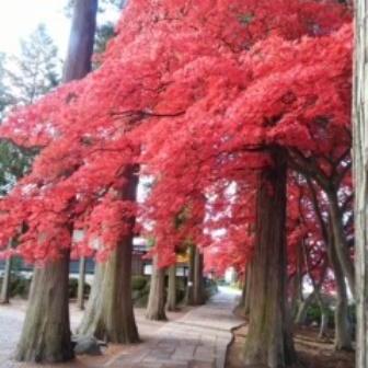 長円寺の紅葉