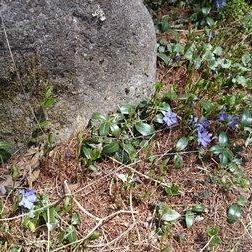 蓼科にも春がやってきましたよ♪