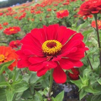 富士見高原リゾート花の里