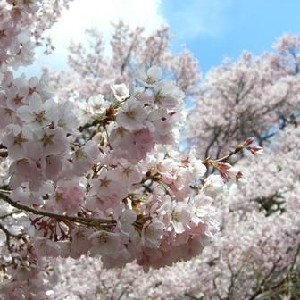 今年も春来ます♪高遠城址公園散策イベント