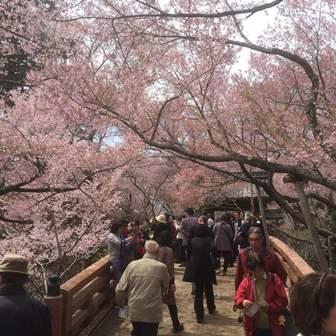 周辺桜情報　高遠城址公園