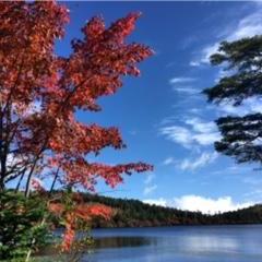 紅葉を観に白駒池へ