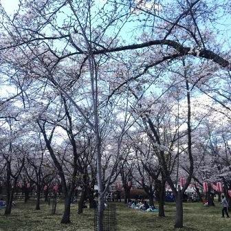 聖光寺の桜