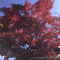 赤々と染まってきた蓼科