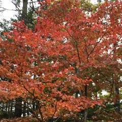 八千穂高原自然園　紅葉情報