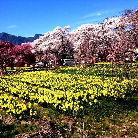 ～『真原の桜並木通り』～