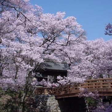 高遠城址公園お花見イベント♪