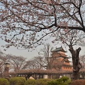 高島城公園の桜　開花