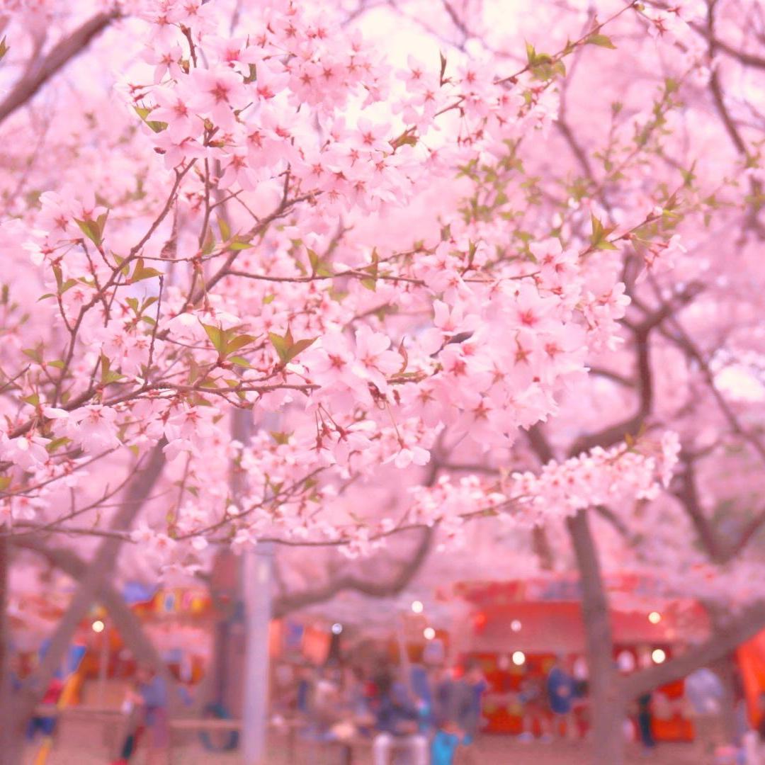 高遠城址公園の桜　満開　