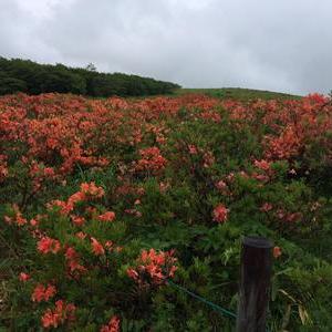 レンゲツツジ・・・　咲き始めています