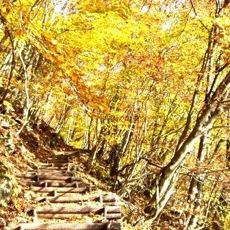 秋の恒例イベント！紅葉送迎バス