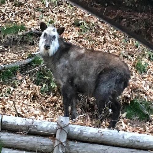 珍しい動物