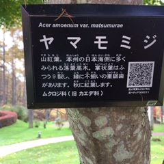 信州うらさとハーブ園　花ブレンドティー・ローズ