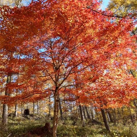 ♪紅葉情報♪【横谷観音】