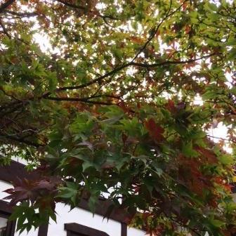 蓼科の紅葉