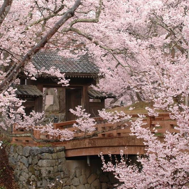 名城100選！桜の三大名所♪ 高遠城址公園お花見散策イベント