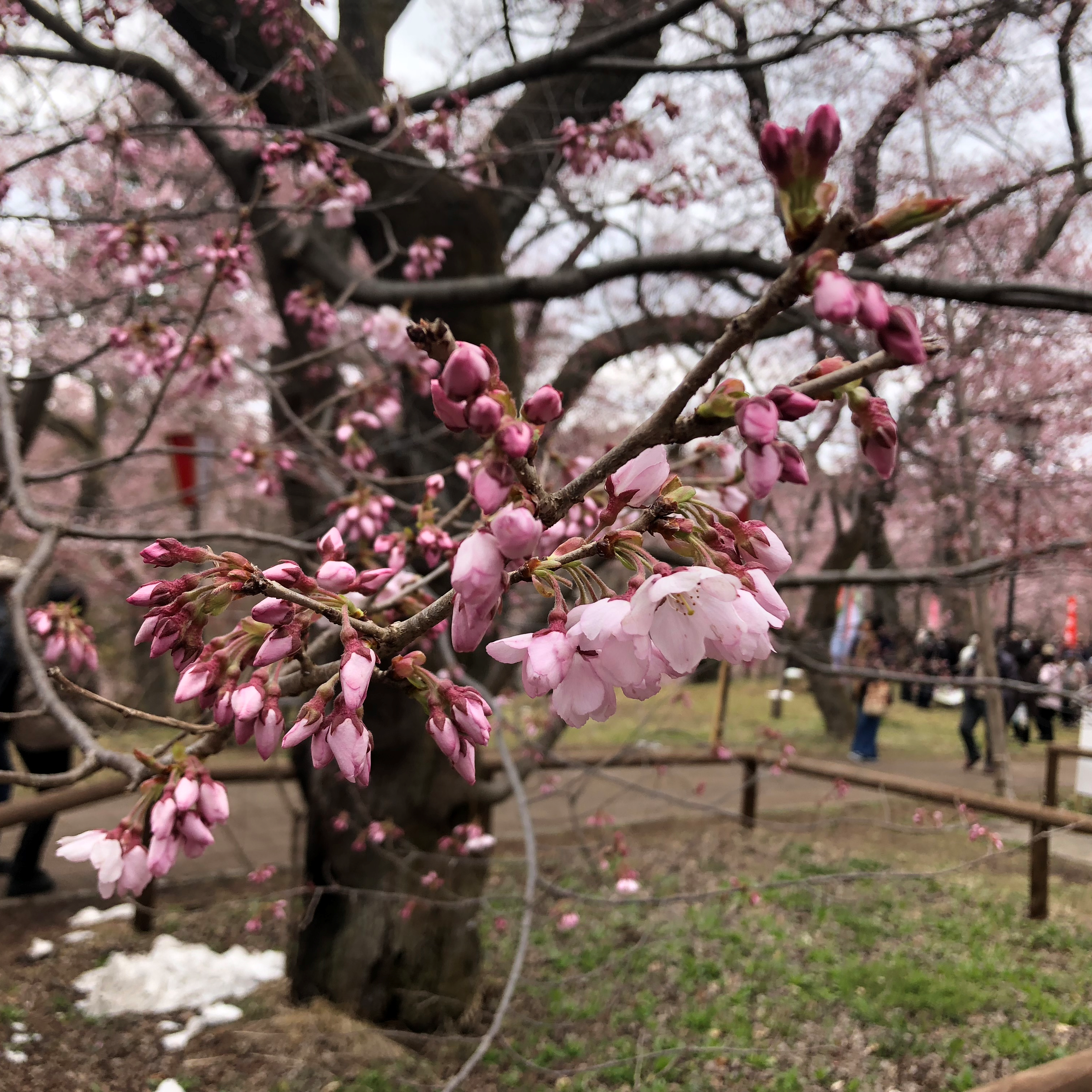 桜の見頃