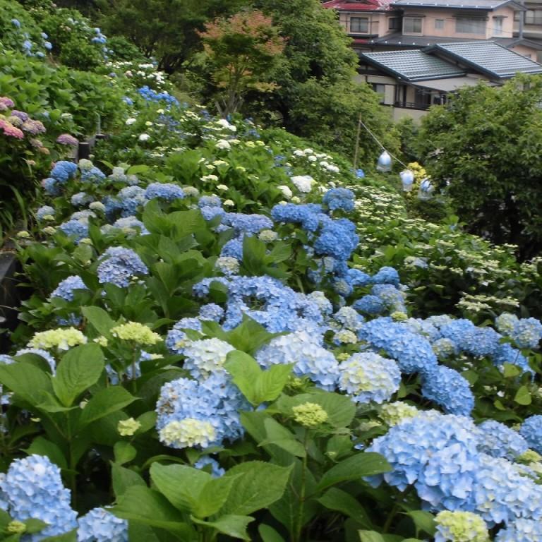 梅雨入りと紫陽花